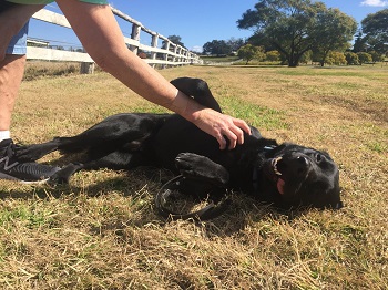a Lovely image of Elvis, a dog guide lying down out of harness on grass
