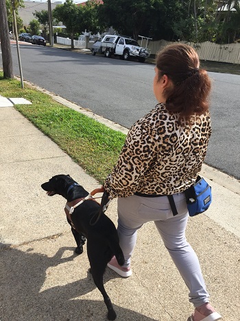 Photograph taken from behind and left of Hailey who is walking stridently with her Seeing Eye Dog on a suburban footpath